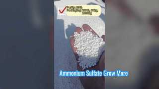 Tăng năng suất bằng phân bón Ammonium Sulfate